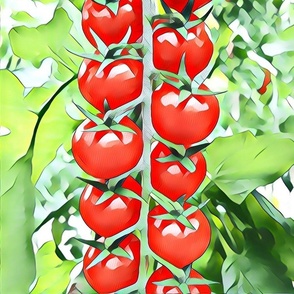 vine tomato